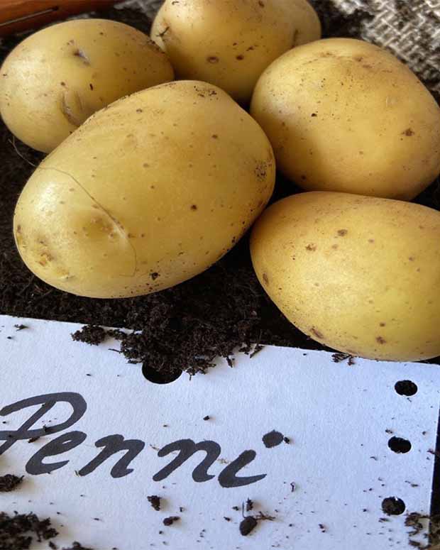 25 Pommes de terre Penni Bio - Solanum tuberosum penni - Pommes de terre