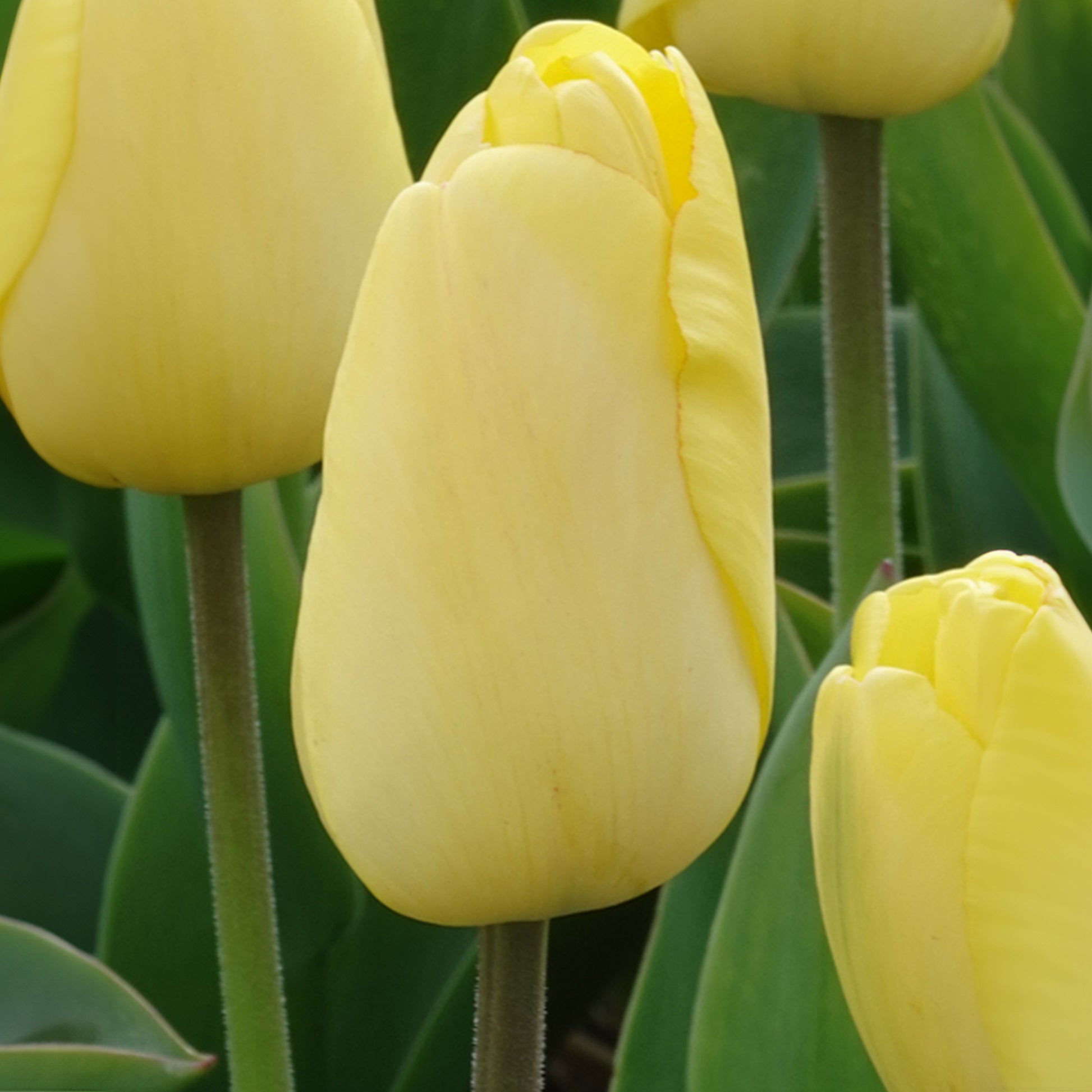 Tulipes Darwin Golden parade