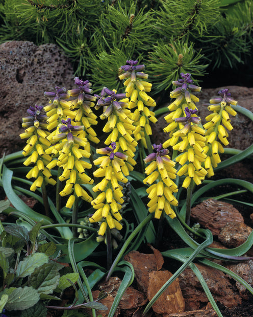 5 Muscaris jaune Golden Fragrance - Muscari macrocarpum 'golden fragrance' - Muscaris