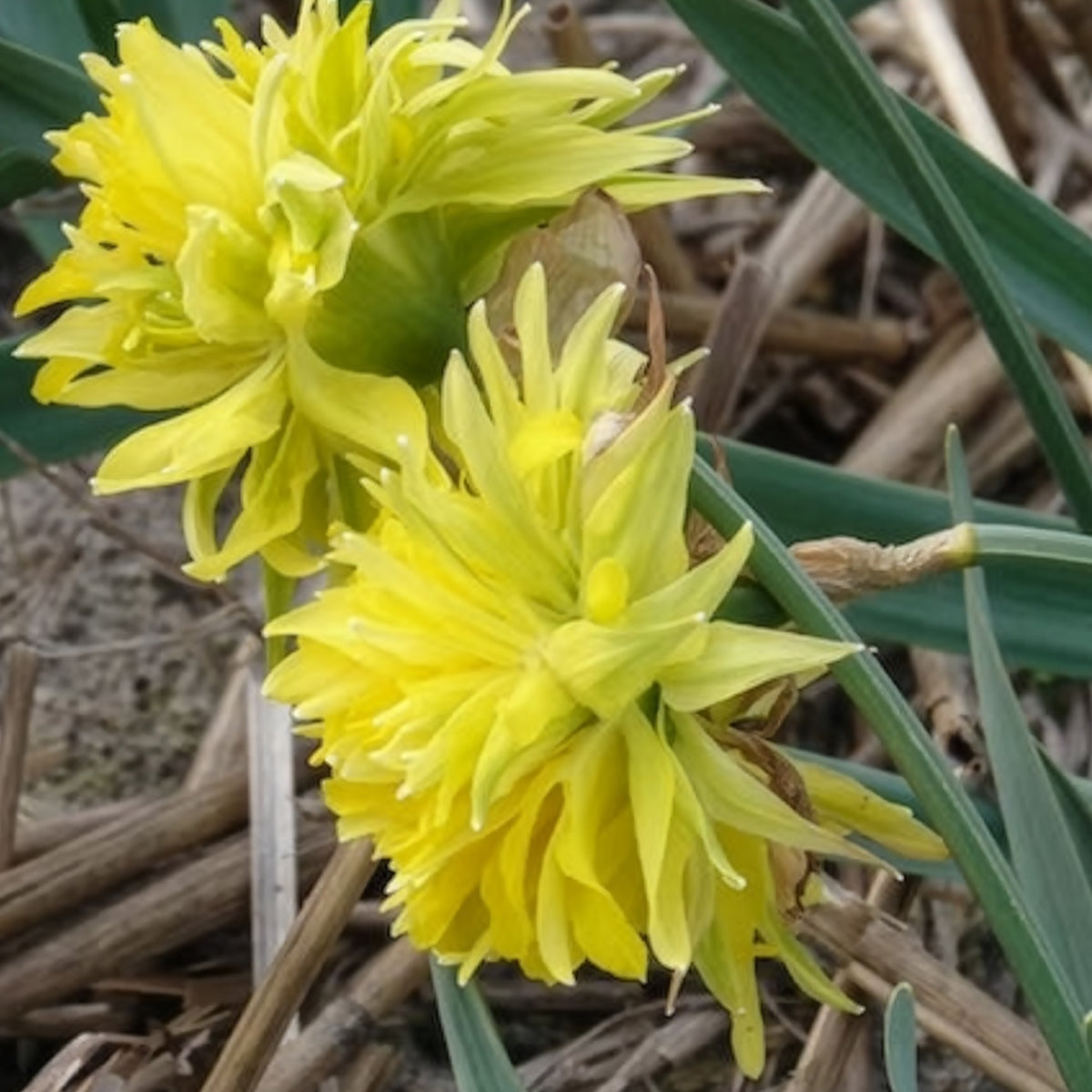Vente 5 Mini-narcisses Rip van Winkle - Narcissus Rip van Winkle
