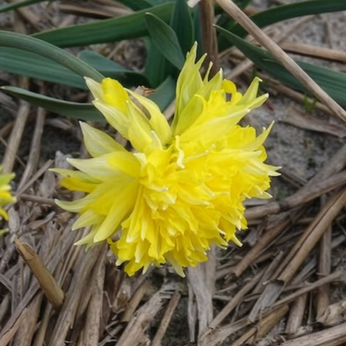 Narcissus Rip van Winkle - 5 Mini-narcisses Rip van Winkle - Bulbes de Narcisse