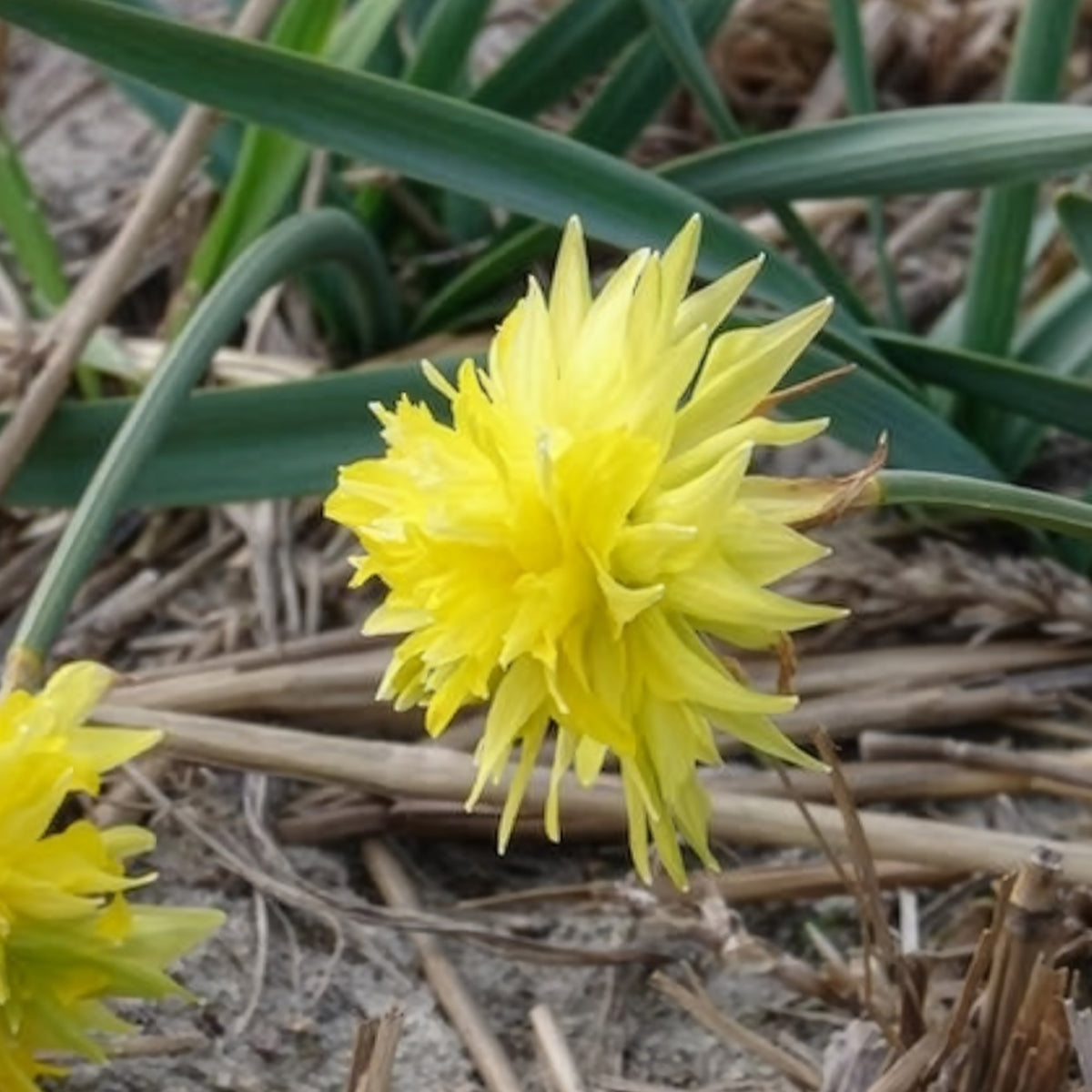Bulbes de Narcisse - 5 Mini-narcisses Rip van Winkle - Narcissus Rip van Winkle