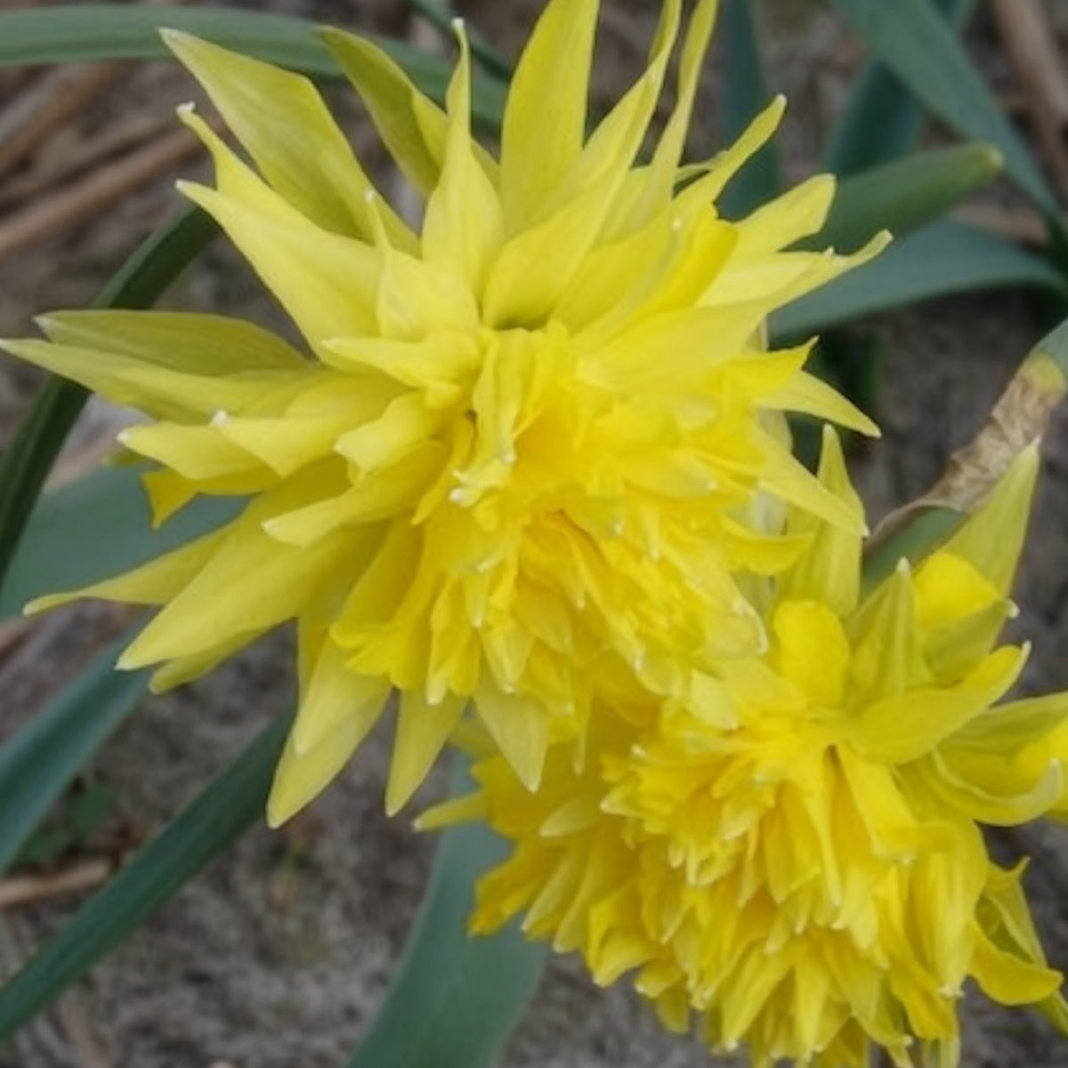 Vente 5 Mini-narcisses Rip van Winkle