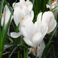 15 Crocus Jeanne d'Arc - Bulbes de Crocus - Bakker