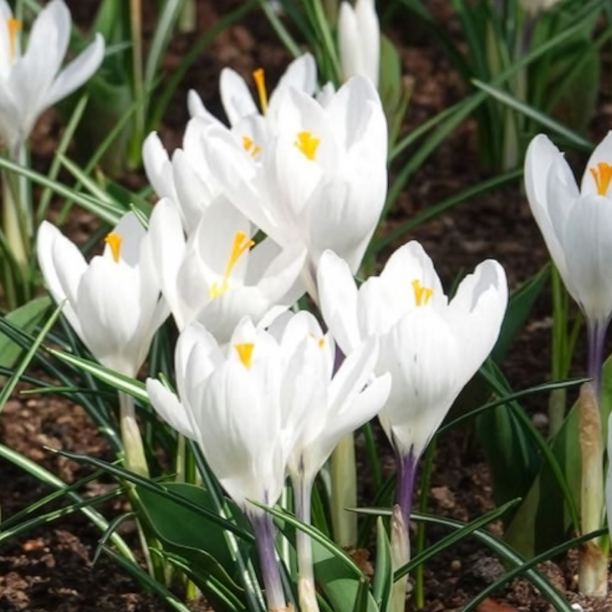 Bulbes de Crocus - 15 Crocus Jeanne d'Arc - Crocus vernus jeanne d'arc