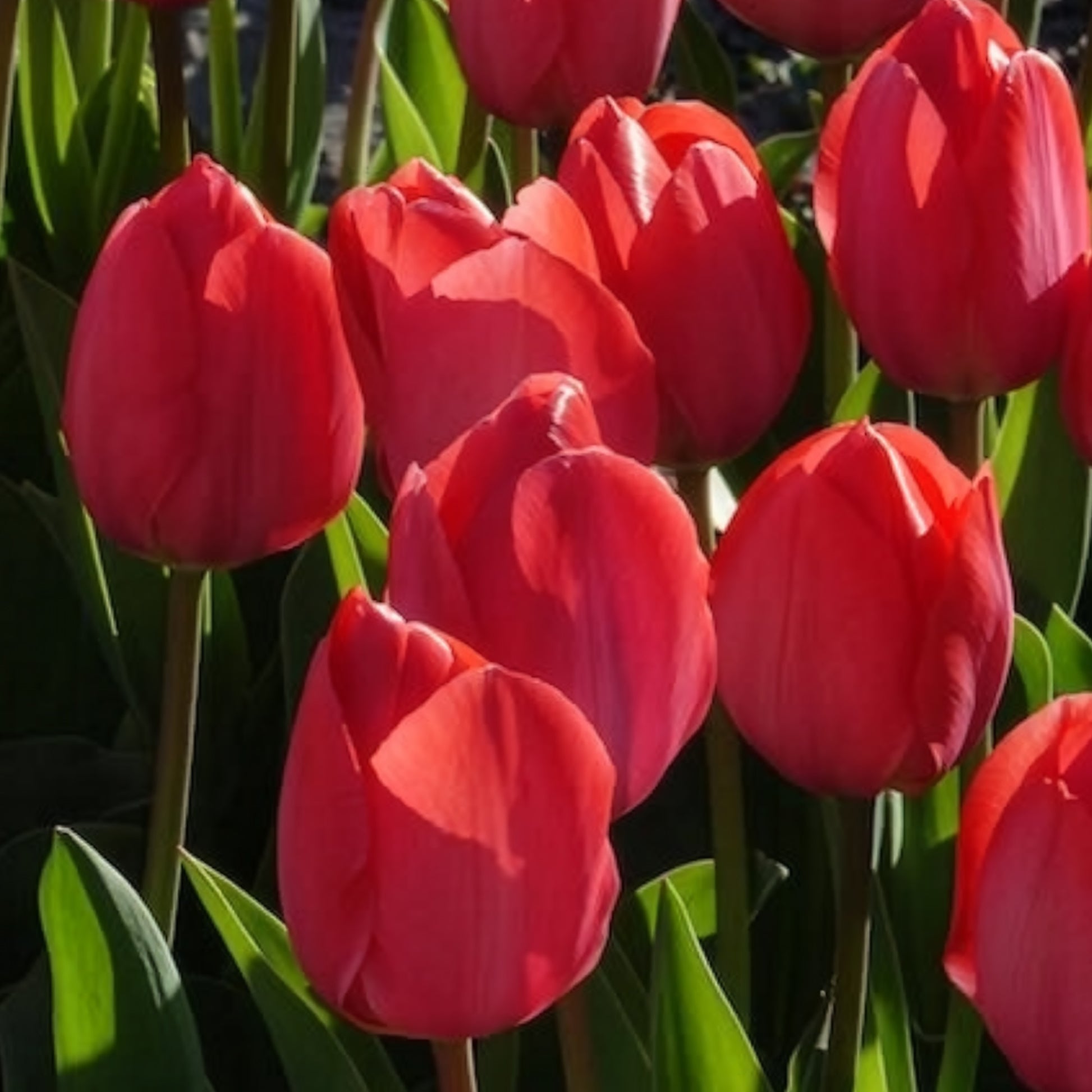 Bulbes de Tulipe - 10 Tulipes Van Eijk - Tulipa Van Eijk