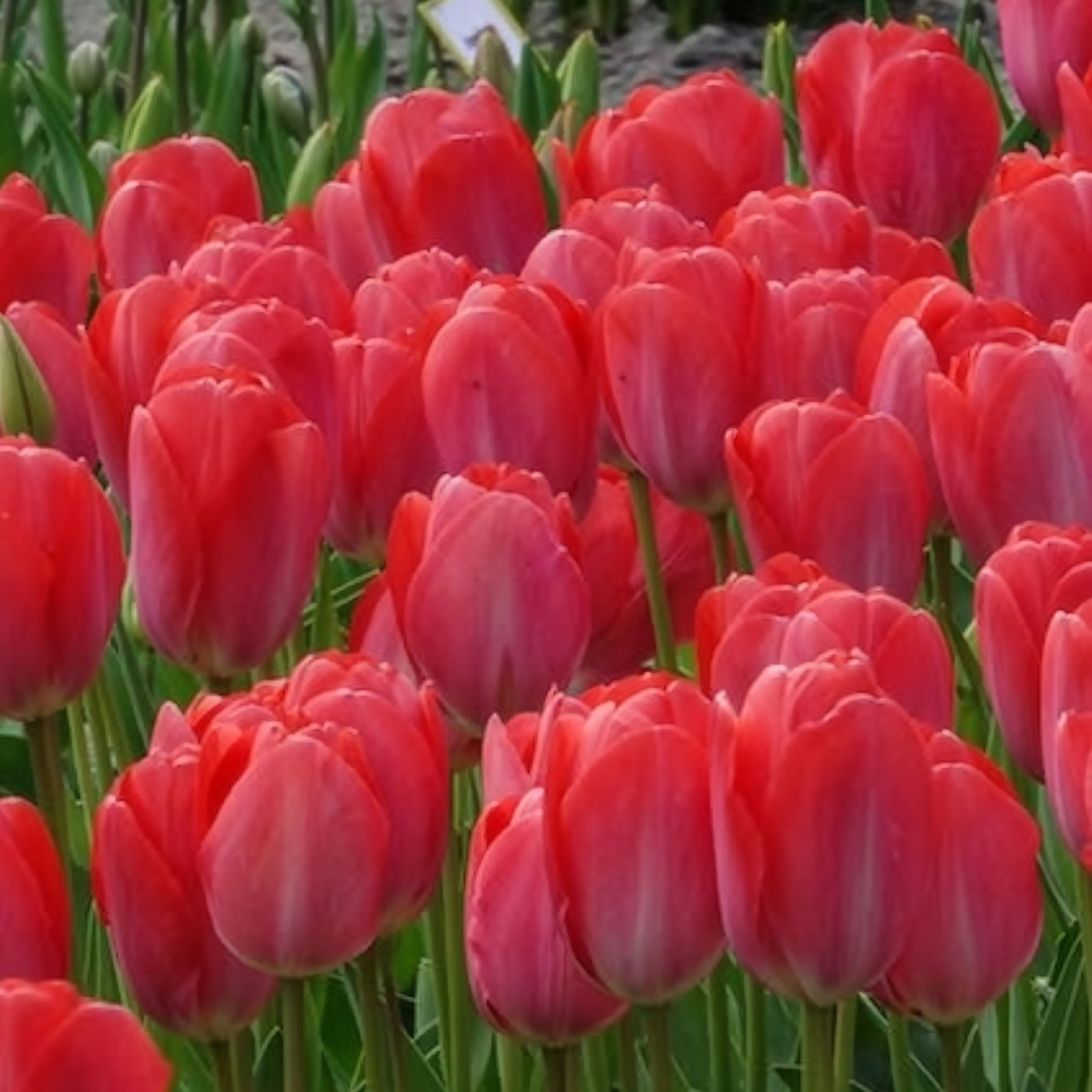 Vente 10 Tulipes Van Eijk - Tulipa Van Eijk