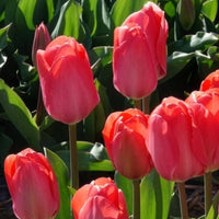 Vente 10 Tulipes Van Eijk