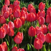 Tulipa Van Eijk - 10 Tulipes Van Eijk - Bulbes de Tulipe