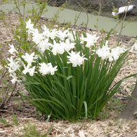 Narcissus triandrus Thalia - 7 Narcisses Thalia - Bulbes de Narcisse