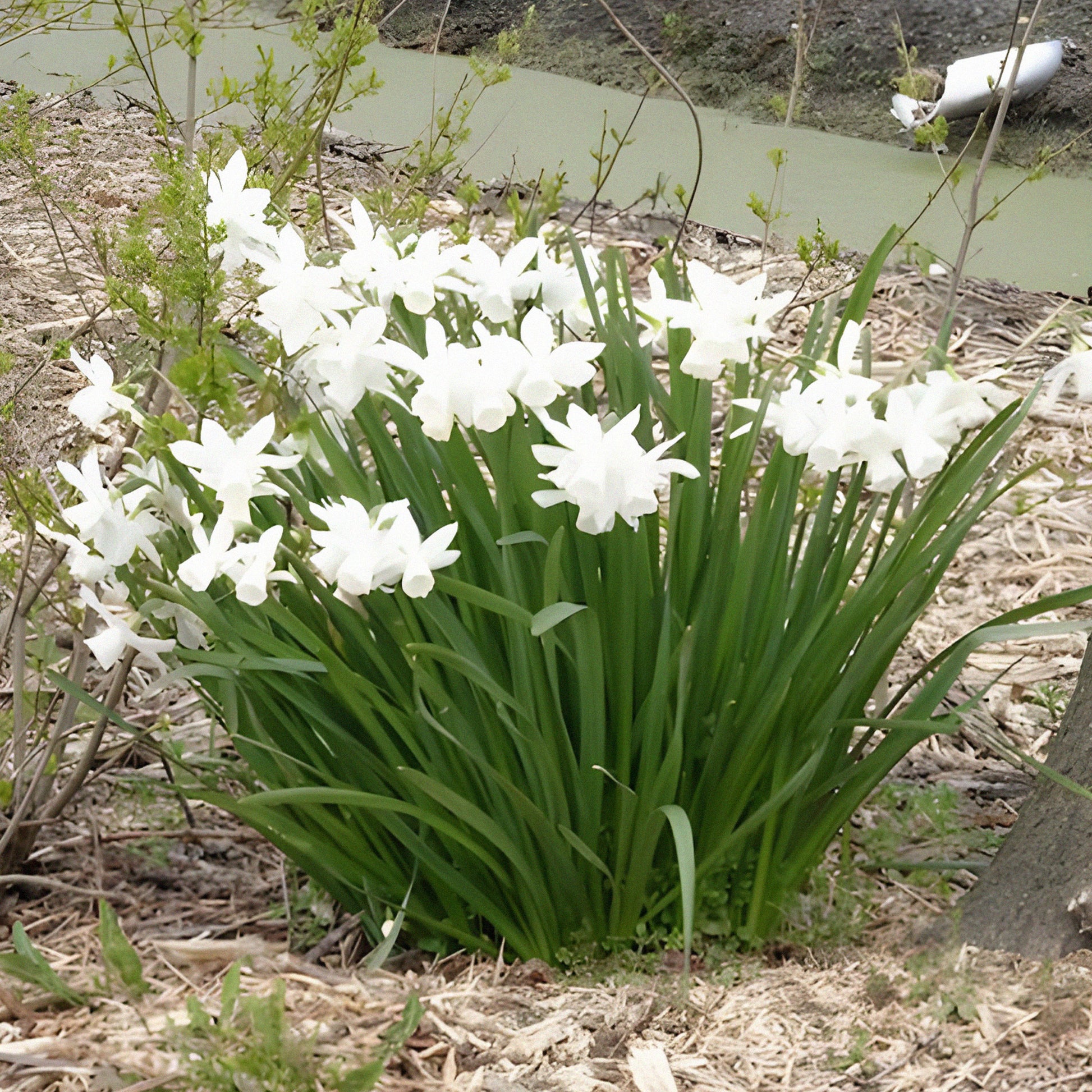 Narcissus triandrus Thalia - 7 Narcisses Thalia - Bulbes de Narcisse