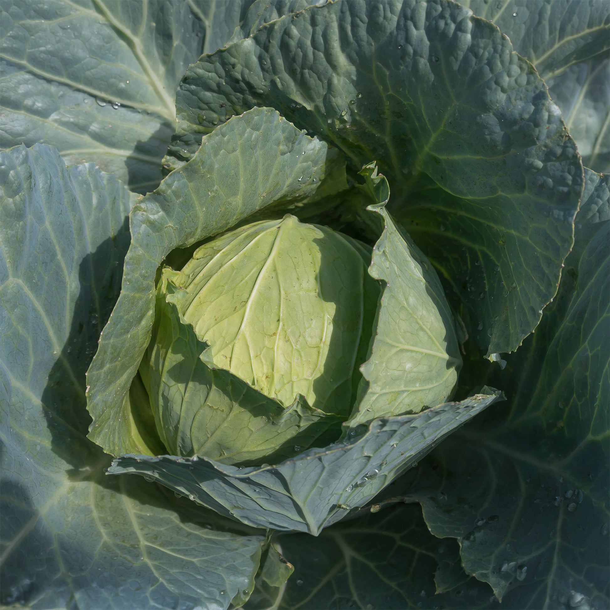 Chou cabus blanc Roem van Enkhuizen 3 Bio - Brassica oleracea  capitata roem van enkhuizen 3 - Bakker