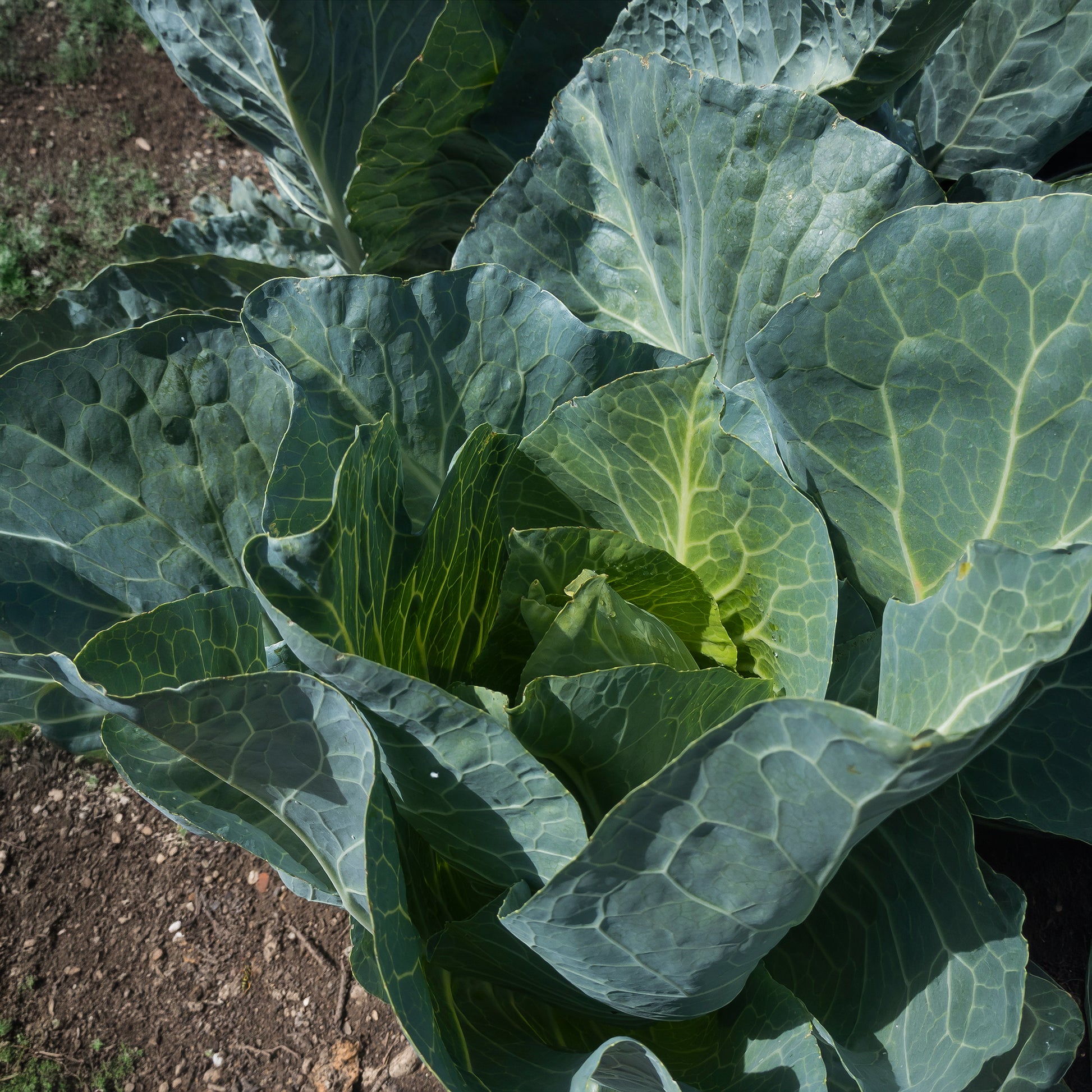 Graines de choux - Chou cabus De Brunswick - Brassica oleracea capitata de brunswick