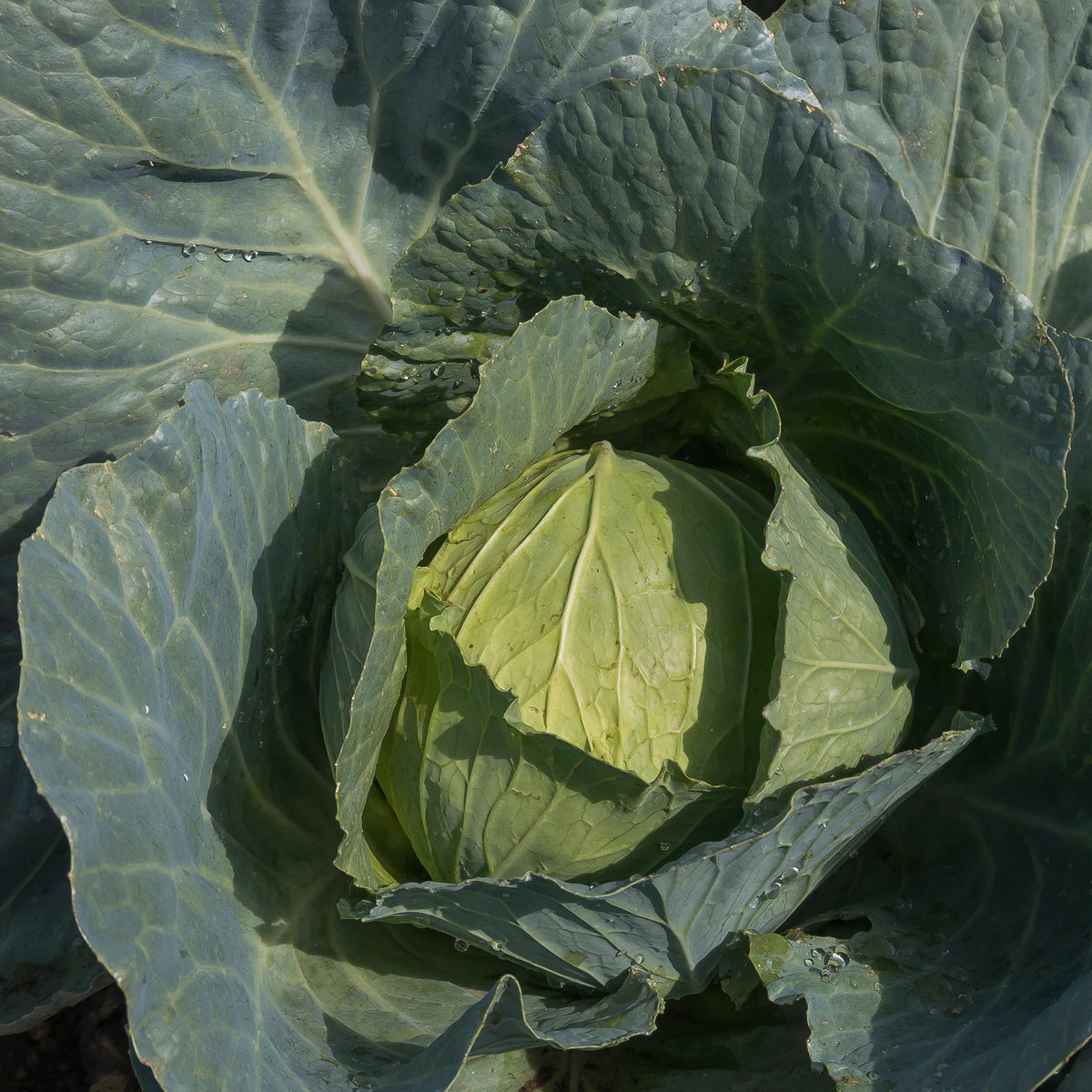 Vente Chou cabus De Brunswick - Brassica oleracea capitata de brunswick