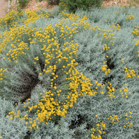 Santoline argentée - Plantes vivaces - Bakker