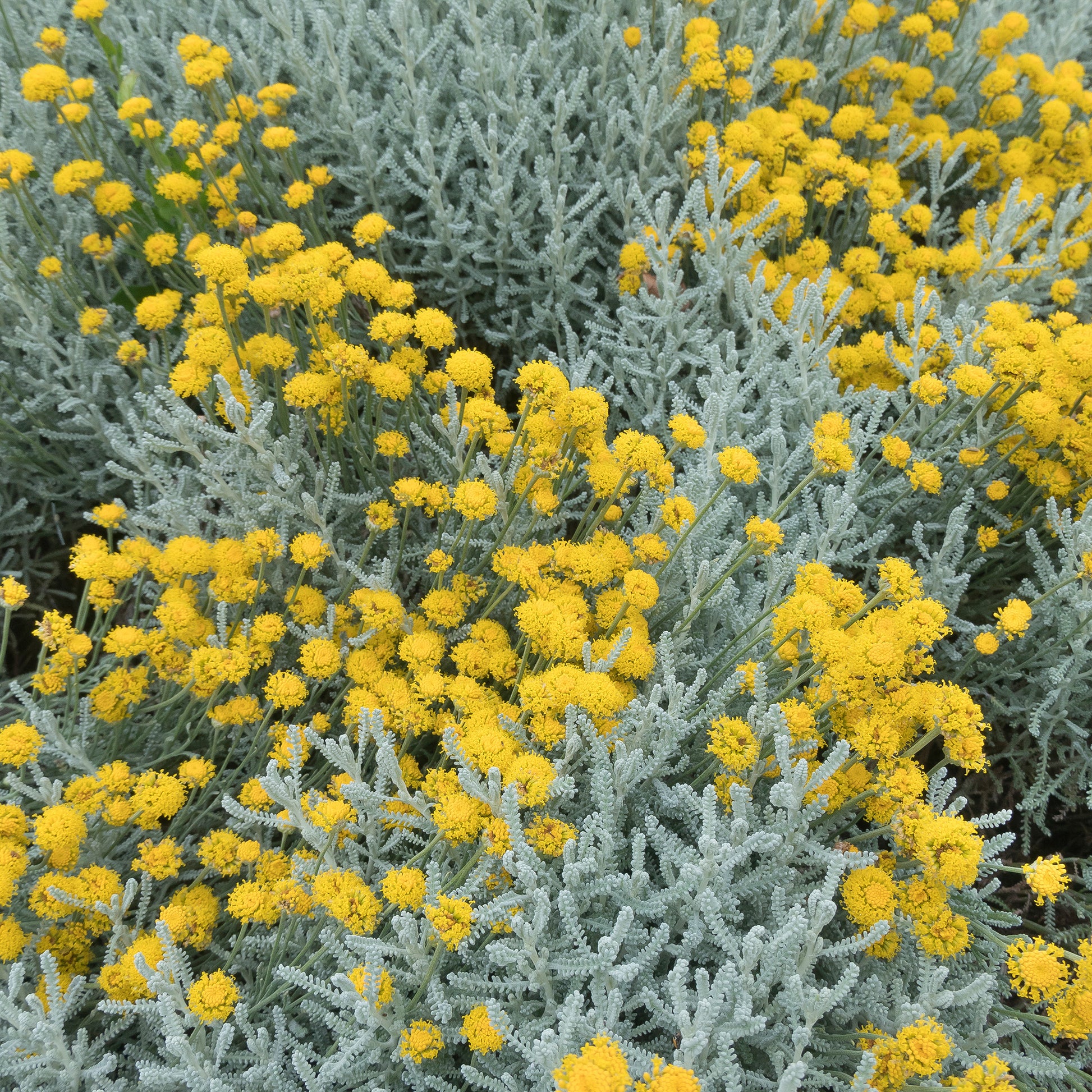 Santolina chamaecyparissus - Santoline argentée - Plantes vivaces