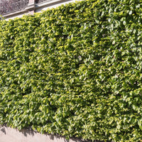 Vente Carpinus betulus - Haie de 10 Charmes