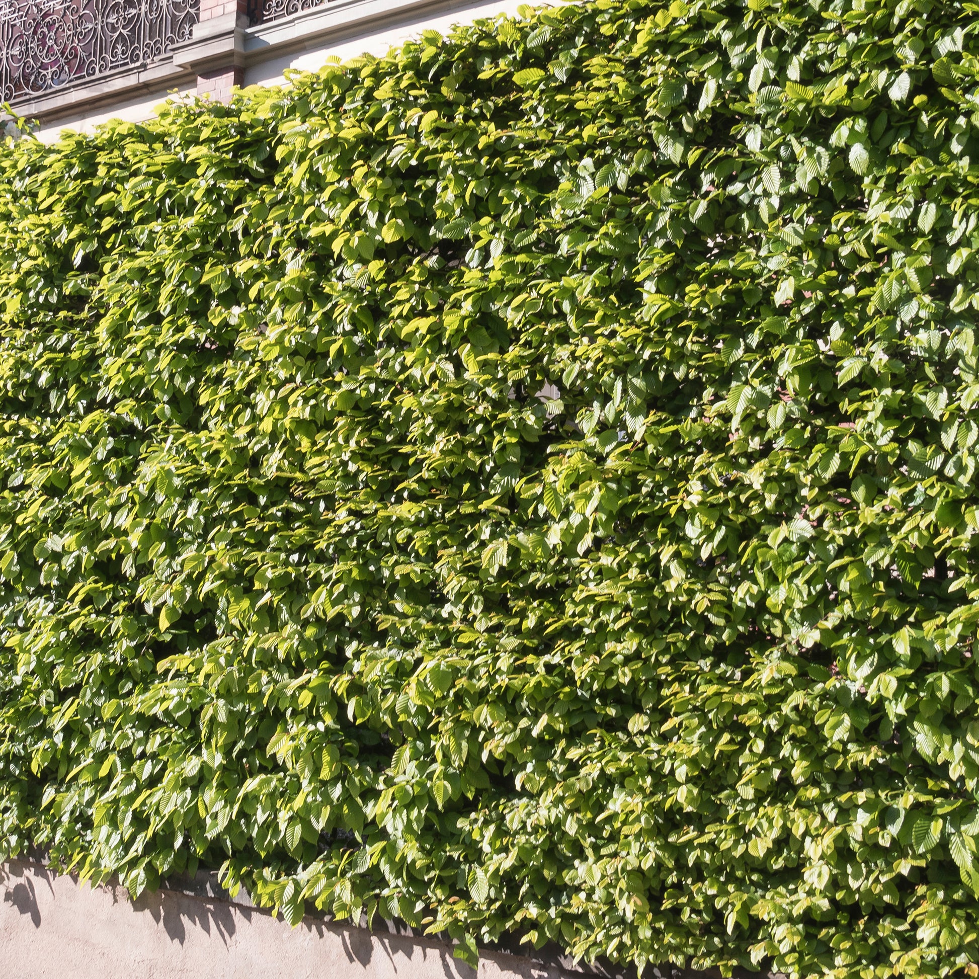 Vente Carpinus betulus - Haie de 10 Charmes