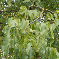 Noyer Commun Chandler - Juglans regia Chandler - Bakker