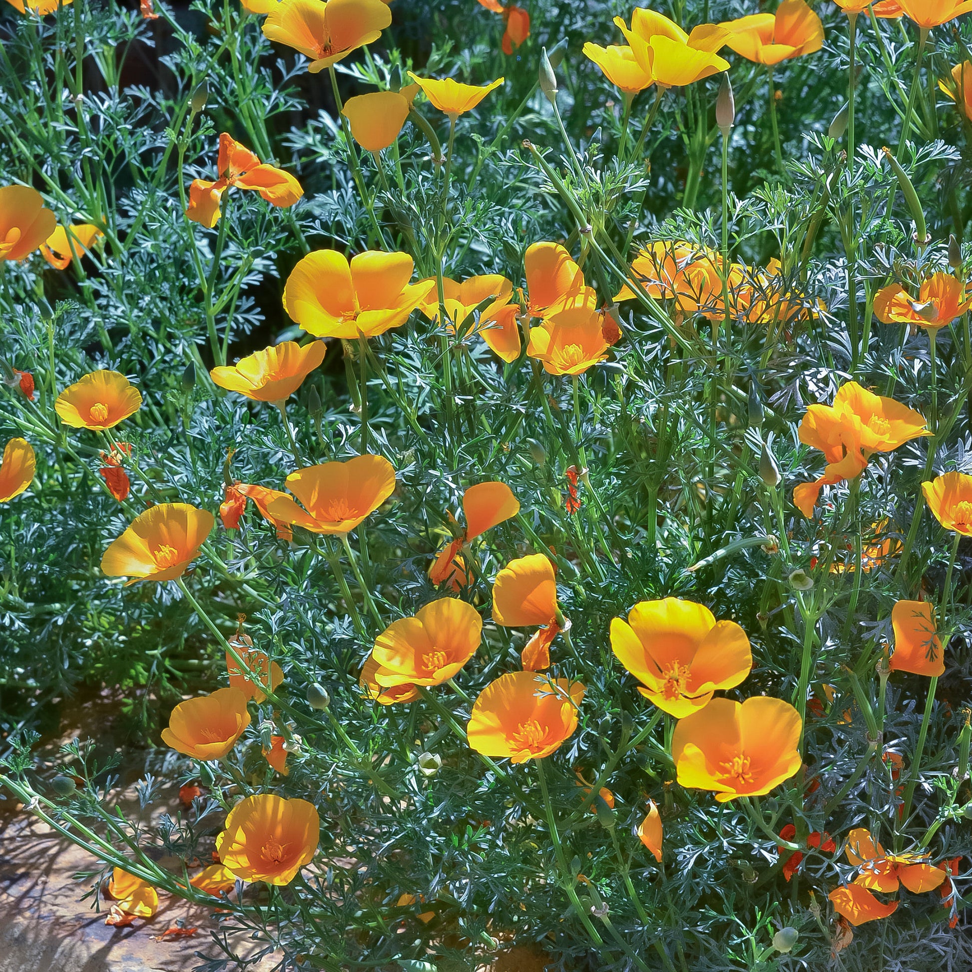 Vente Pavot de californie  'Aurantiaca' - Eschscholzia californica 'Aurantiaca'