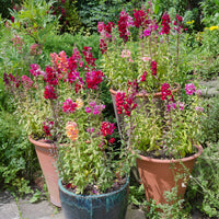 Muflier 'Majestic' - Antirrhinum majus - Bakker