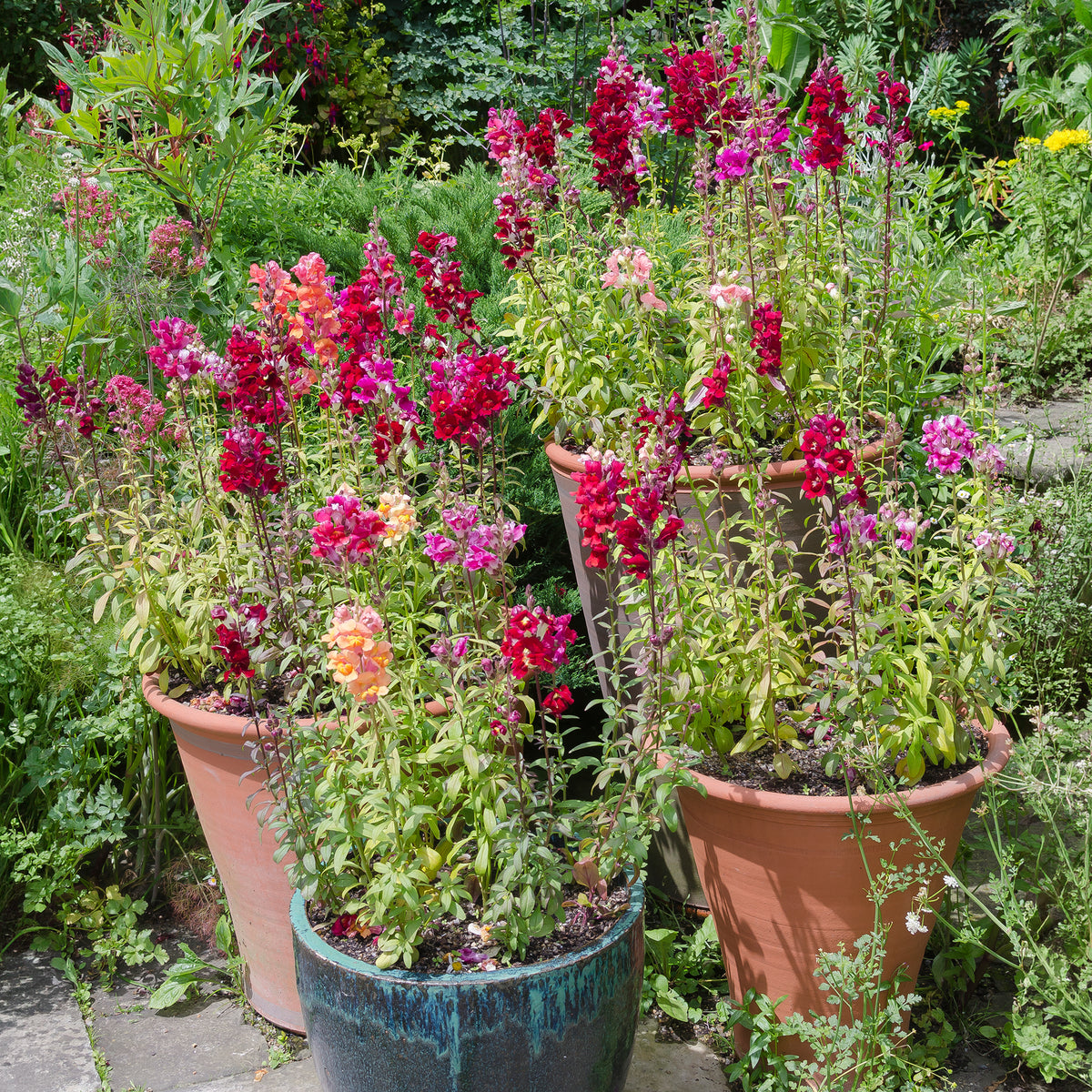 Muflier 'Majestic' - Antirrhinum majus - Bakker