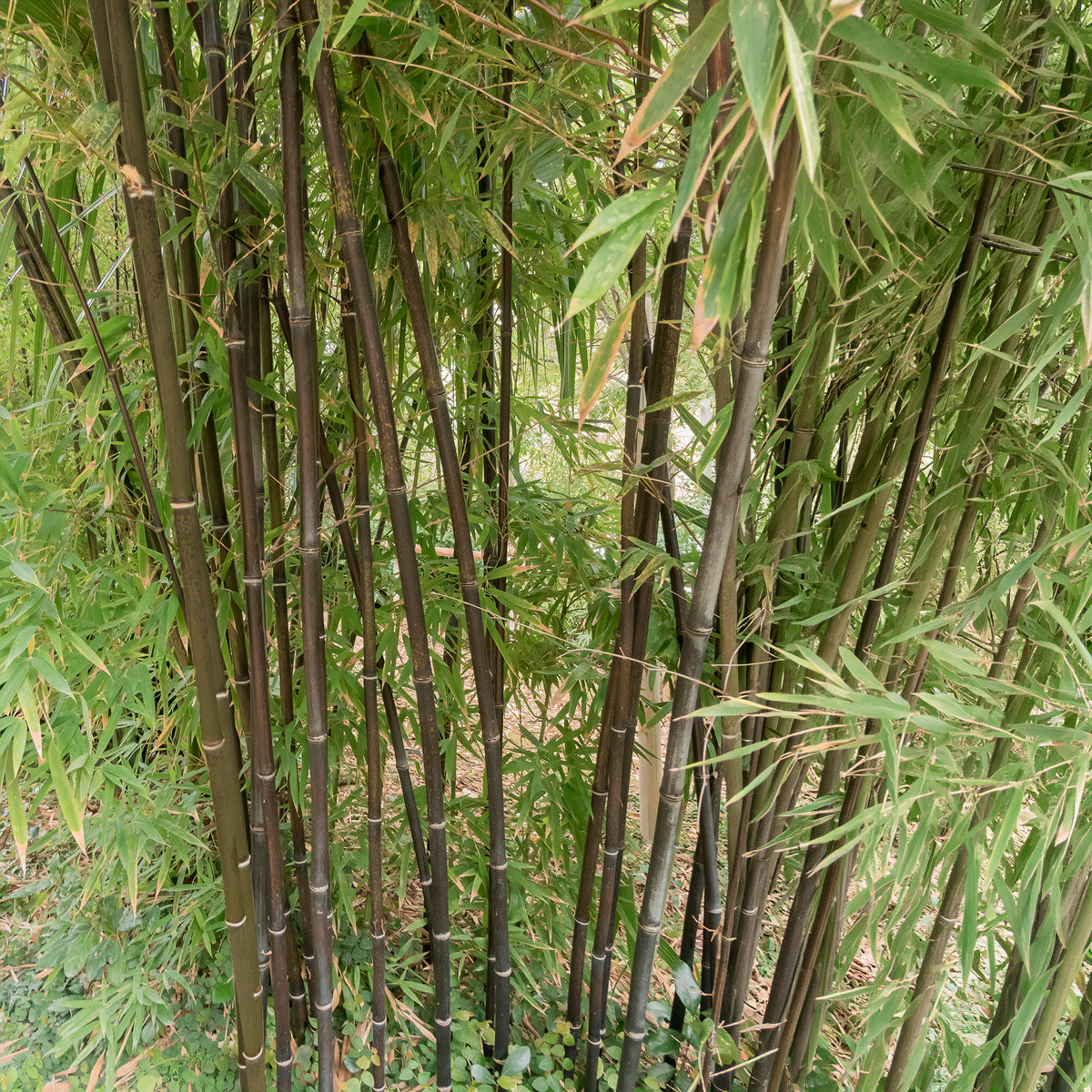 Phyllostachys nigra - Bambou traçant noir - Bambou