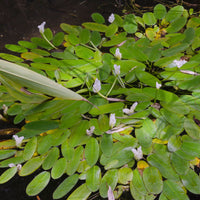 Vente Vanille d'eau
