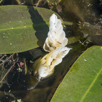 Vanille d'eau - Toutes les plantes de bassin - Bakker
