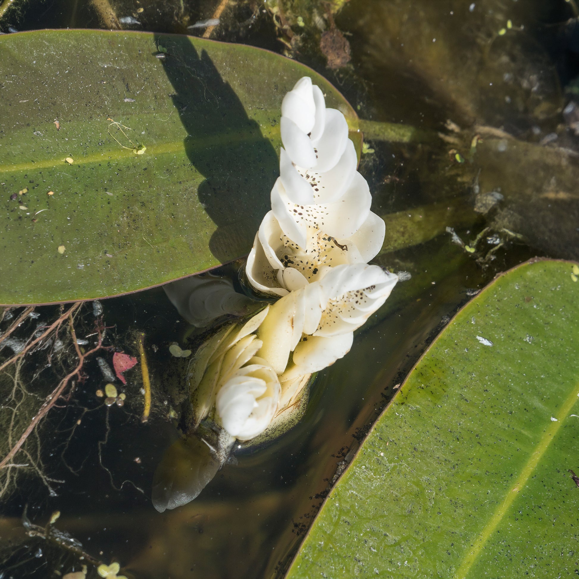 Vanille d'eau - Toutes les plantes de bassin - Bakker