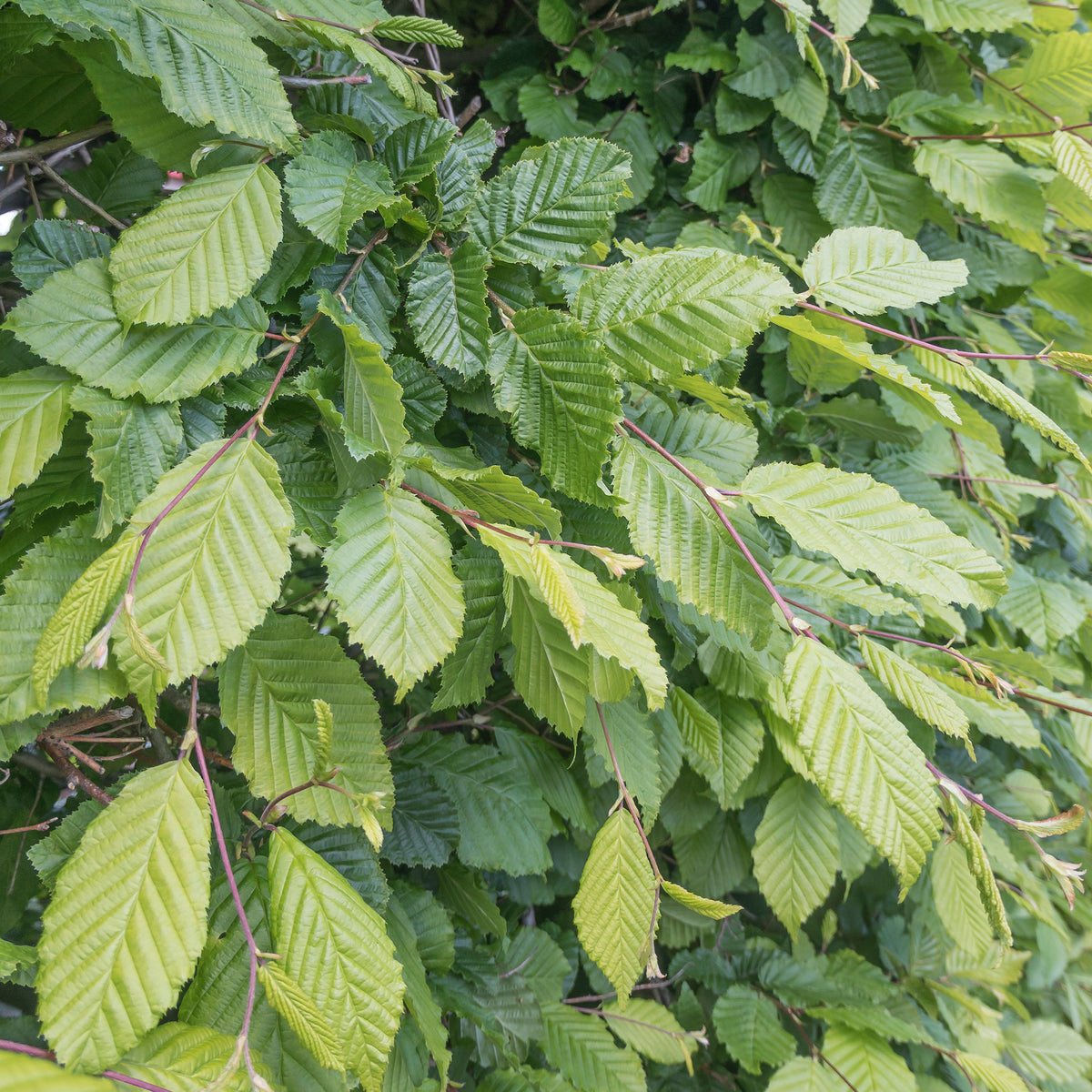 Carpinus betulus - Charme commun - Charme