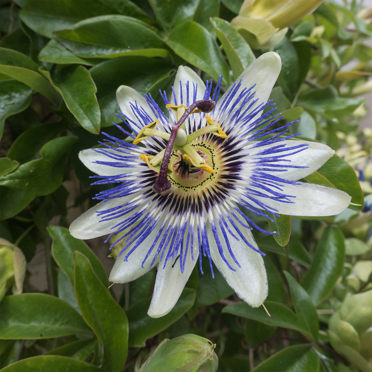 Vente Passiflore - Passiflore bleue