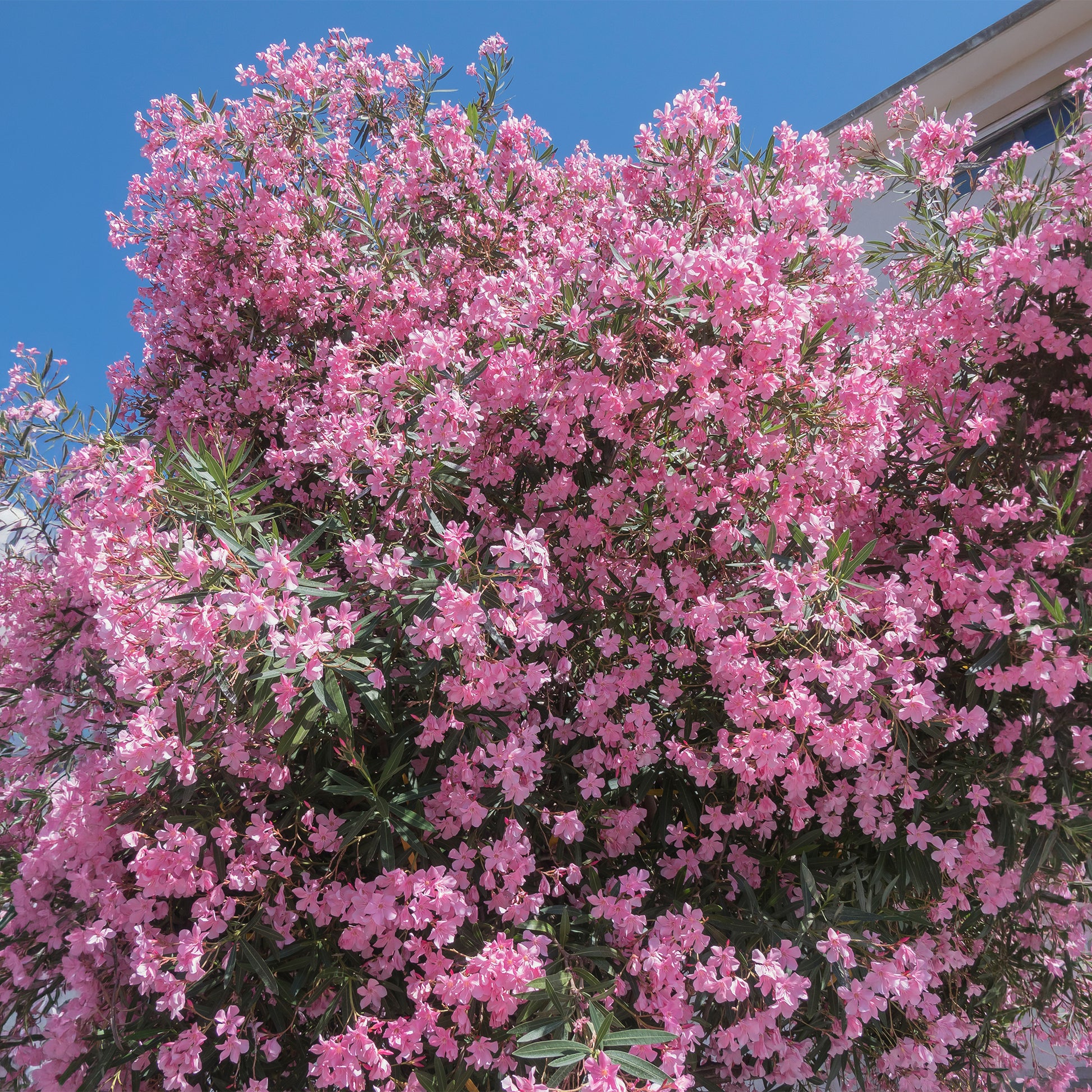 Laurier-rose - Laurier-rose - Bakker