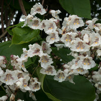 Catalpa - Catalpa commun - Catalpa bignonioides