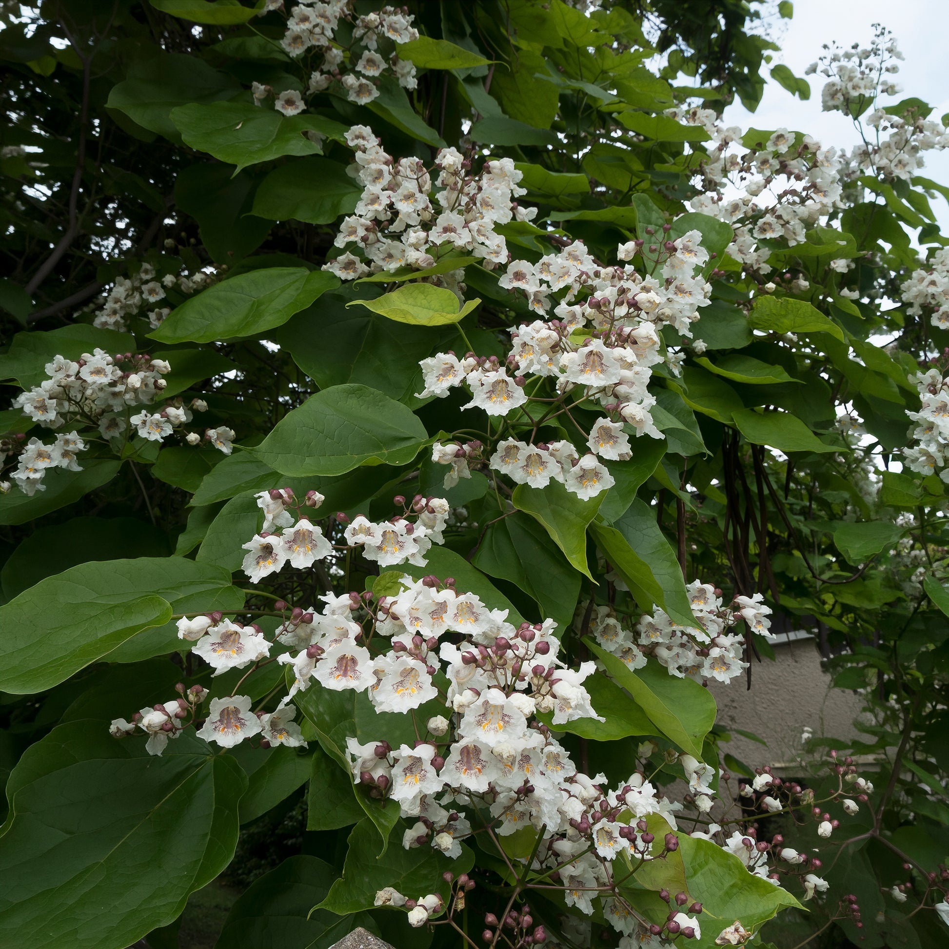Vente Catalpa commun - Catalpa bignonioides
