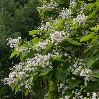 Catalpa commun - Catalpa - Bakker