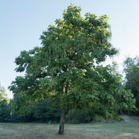Vente Catalpa commun - Catalpa