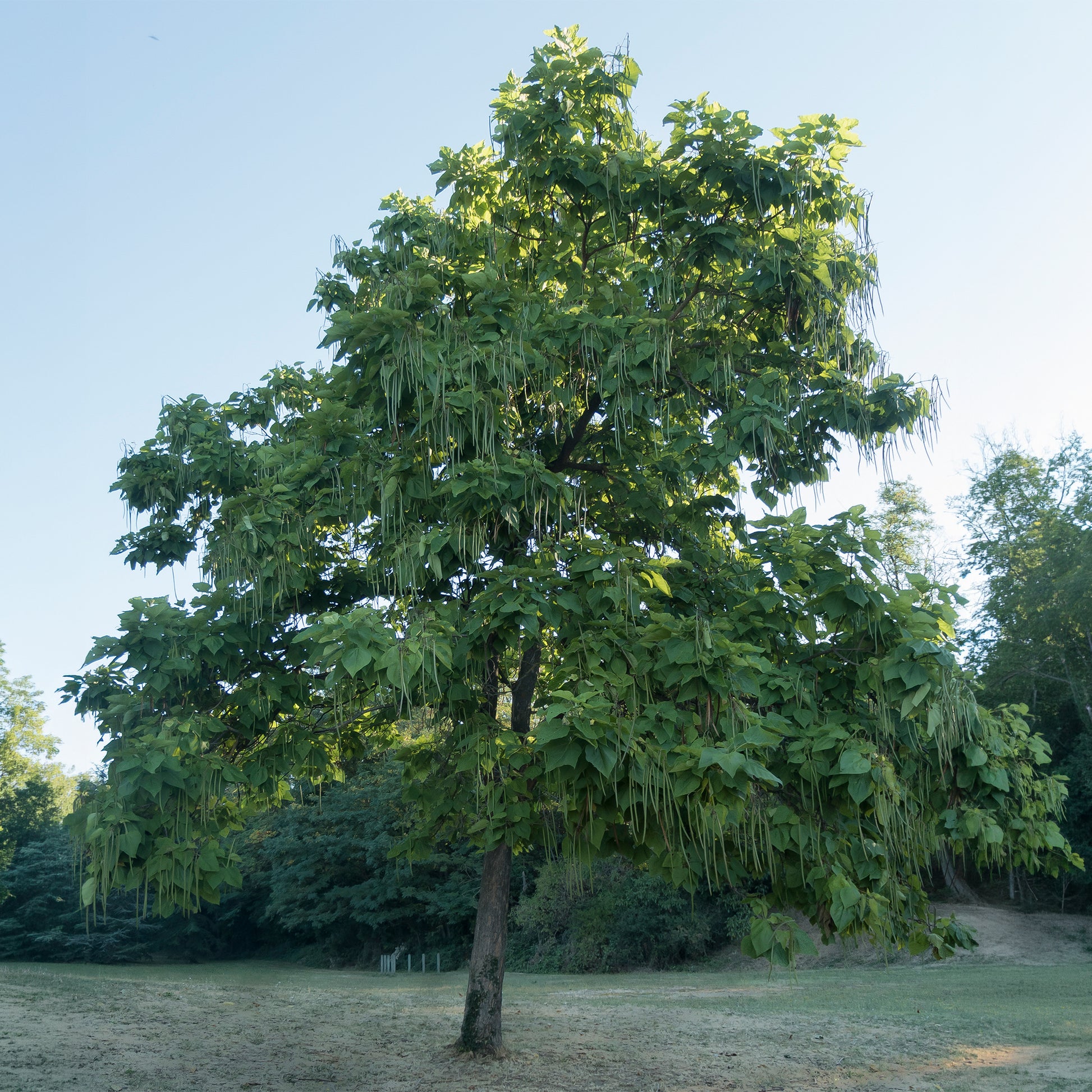 Vente Catalpa commun - Catalpa