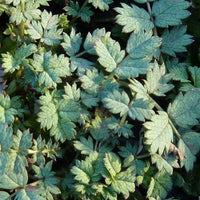 Acaena buchananii - Lampourde de Buchanan - Plantes vivaces