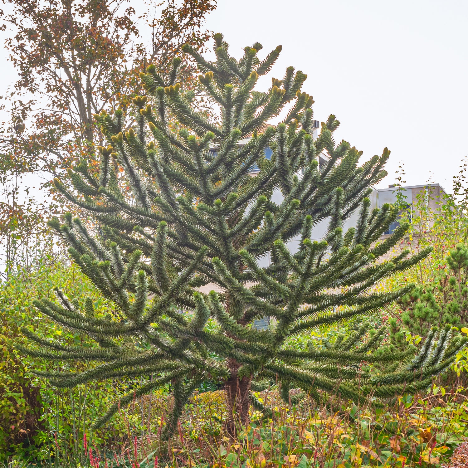 Araucaria