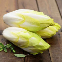 Chicorée Witloof Normale (Sélection maraîchère) (5 g) - Cichorium intybus witloof normale (sélection maraîchère) (60 g) - Bakker