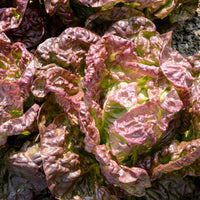 Laitue pommée Merveille des quatre saisons - Lactuca sativa Merveille des Quatre Saisons - Bakker