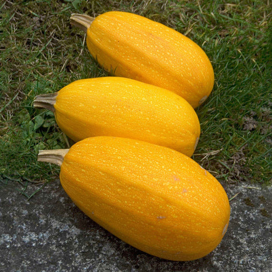 Courgette Spaghetti végétal - Bakker.com | France