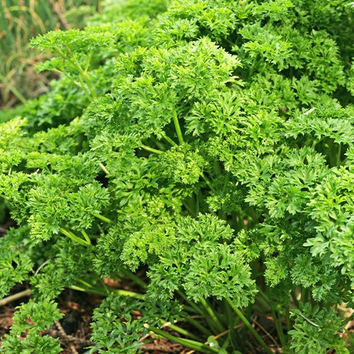 Persil Frisé vert foncé (4 g) - Petroselinum crispum frisé vert foncé - Bakker