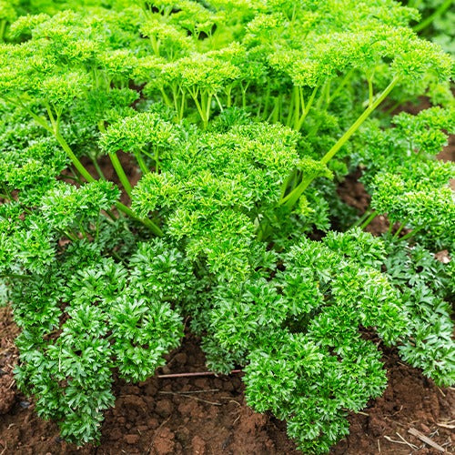 Collection de fines herbes : Persil, Basilic, Cerfeuil, Ciboulette - Bakker.com | France