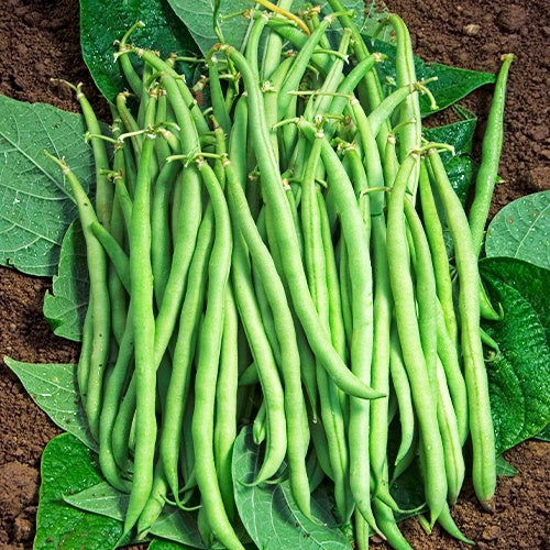 Haricot nain mangetout Braimar (Obt. Brivain) 200g - Bakker.com | France