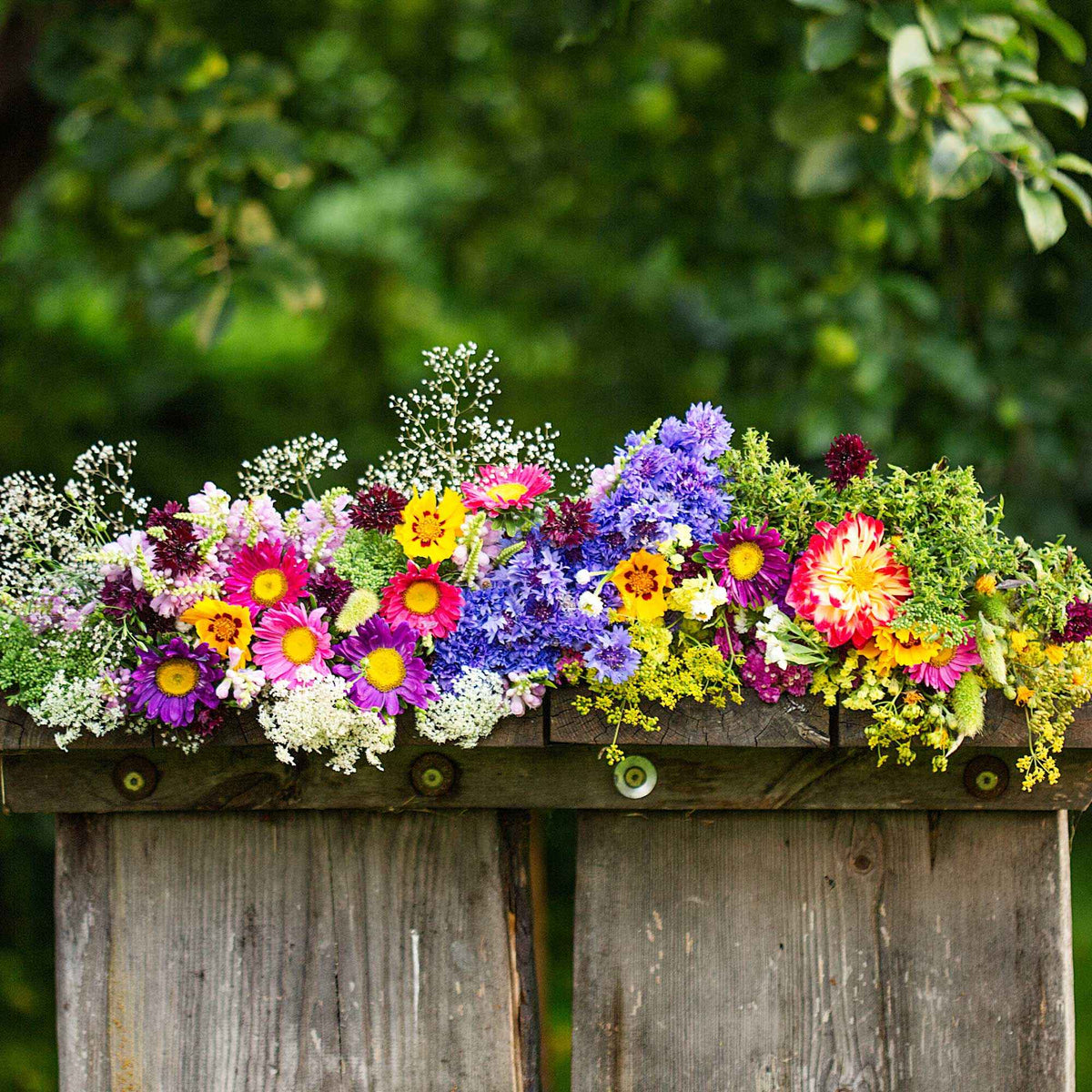  - Tapis de fleurs pour jardinière - Tapis de graines de fleurs