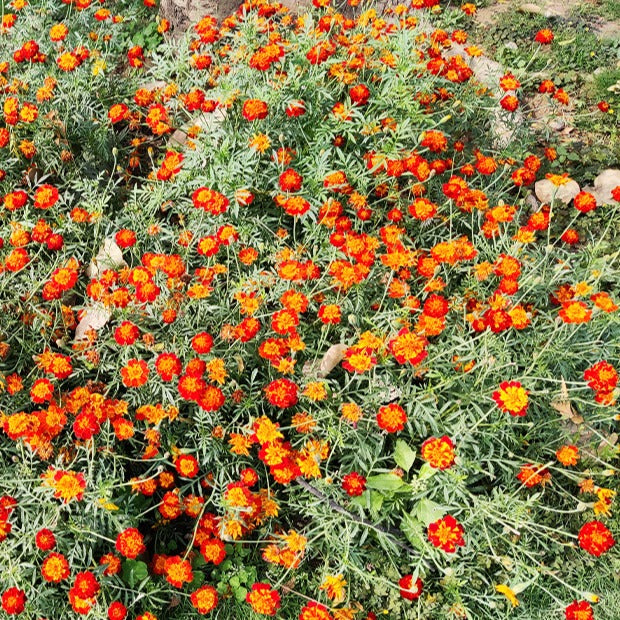 Graines de fleurs annuelles - Oeillet d'Inde nain Rusty red - Tagetes patula rusty red