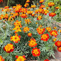Oeillet d'Inde nain Rusty red - Bakker