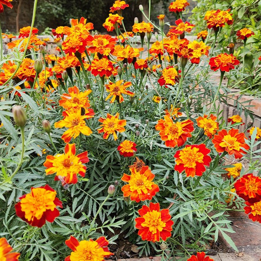 Bakker - Oeillet d'Inde nain Rusty red - Tagetes patula rusty red - Fleurs annuelles